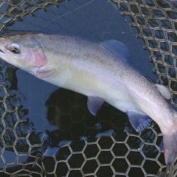 曇り→雨→雪 ～大安トラウトレイク～